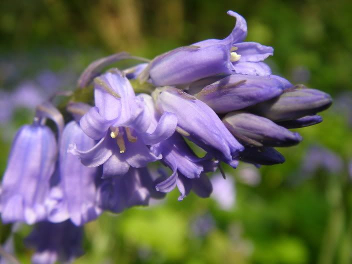 bluebells002.jpg