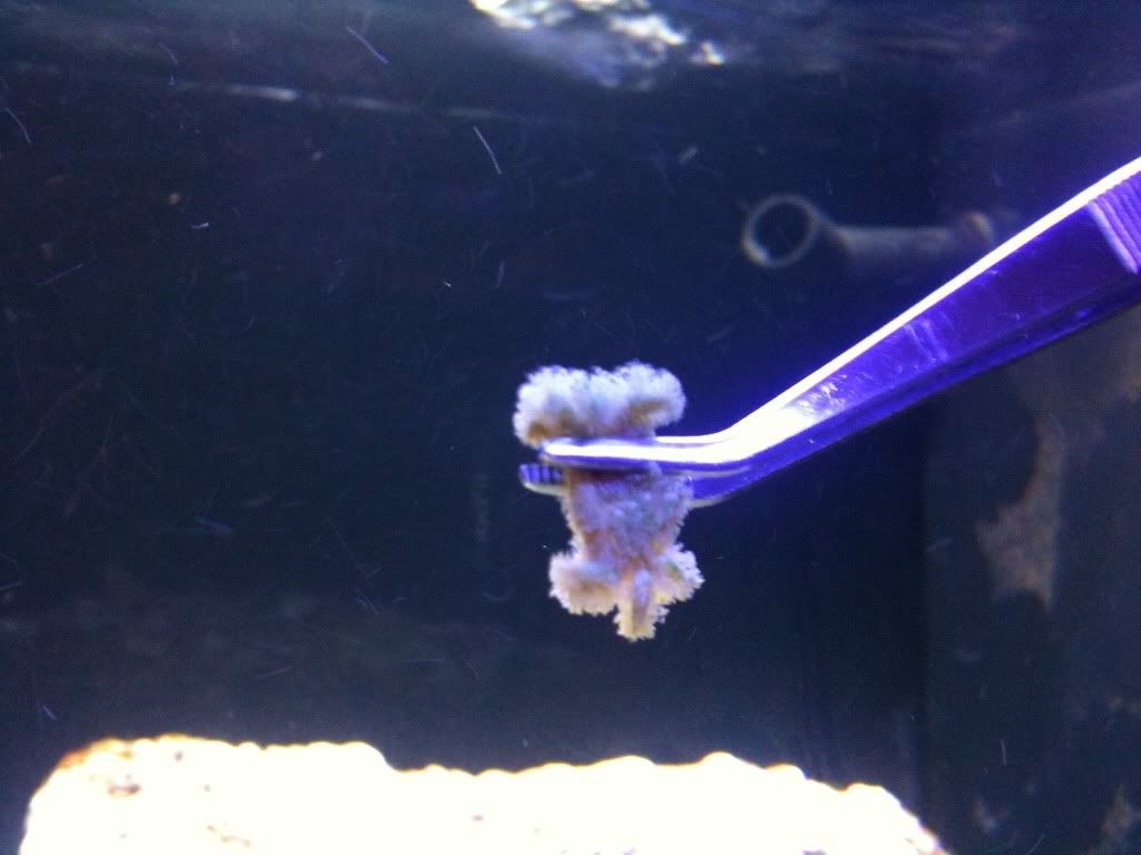 deadfurrycrab.jpg
