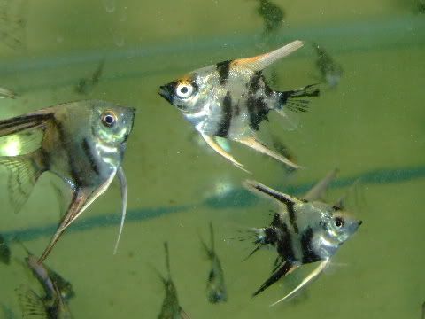 DSCF8340a.jpg