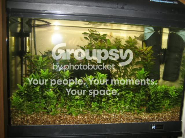 aquarium_55l.jpg