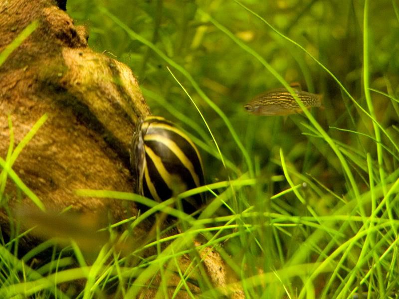 Fishcube19.jpg