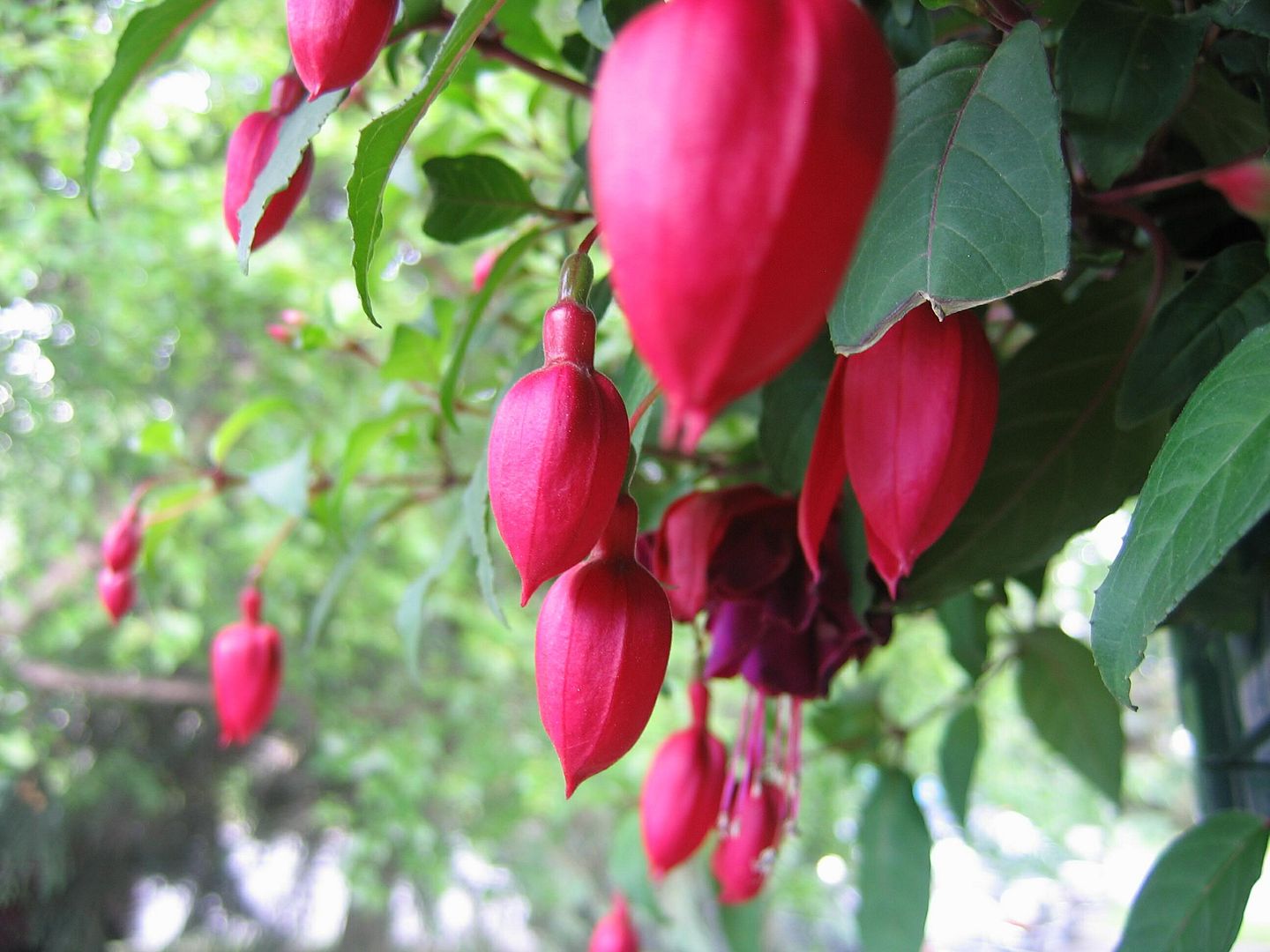 Fushia.jpg