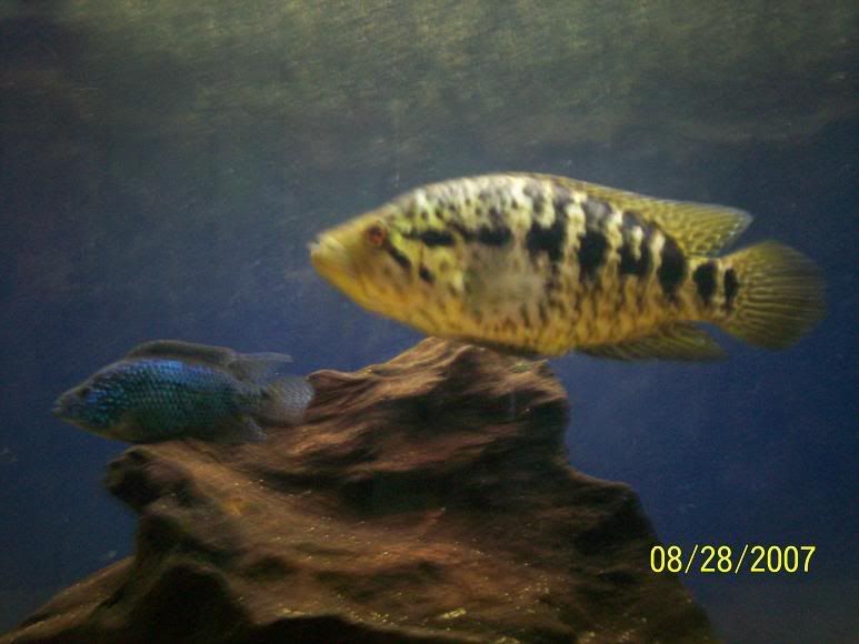cichlids.jpg