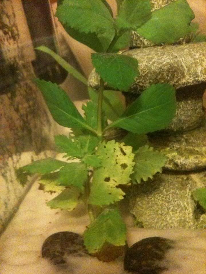plant4.jpg