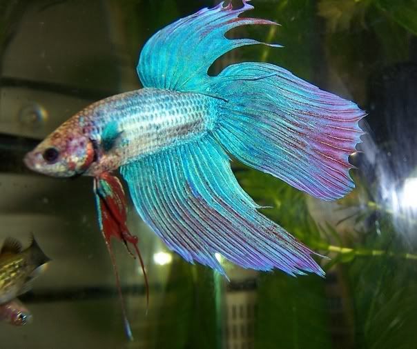 betta3.jpg