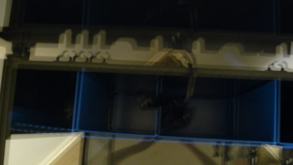 P1000857.jpg