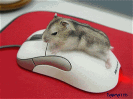 hamster.gif