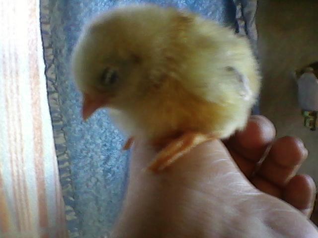 2435_chick2.jpg