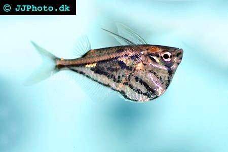 marbled-hatchetfish-2.jpg