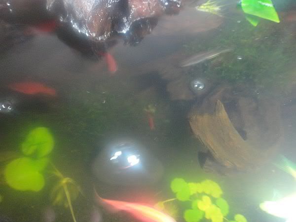 DSC01302.jpg