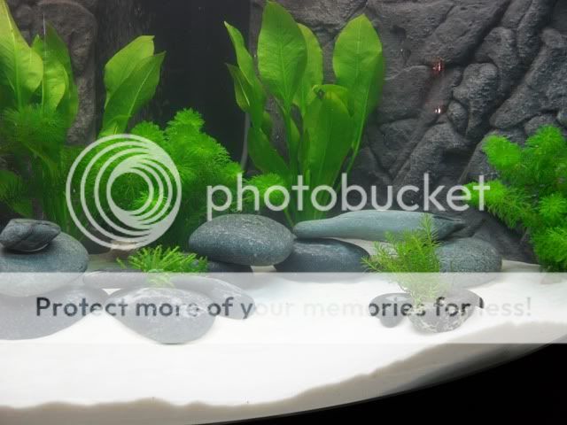 newplant2.jpg