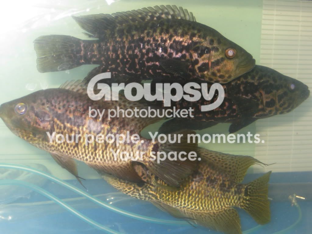 SpringFishExpo10035.jpg