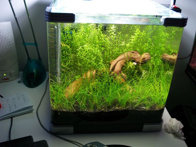 Fishcube58.jpg