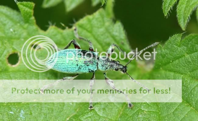 weevil.jpg