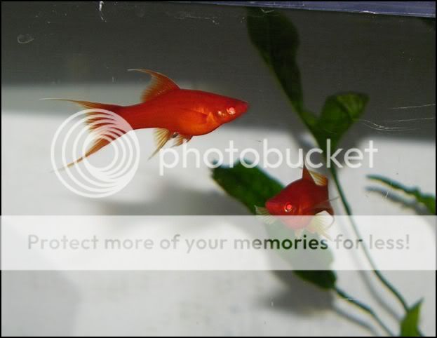 redeyedswordtailFemale3.jpg