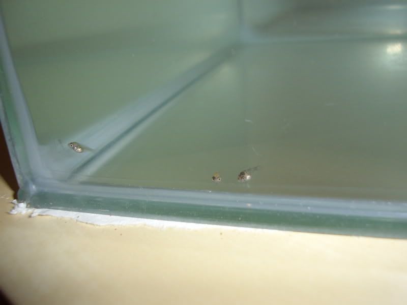 STA41851-1.jpg