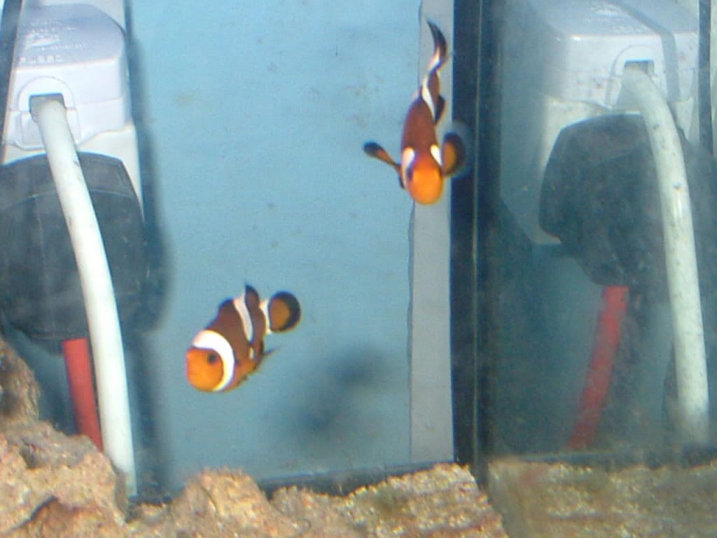 clownfish2.jpg