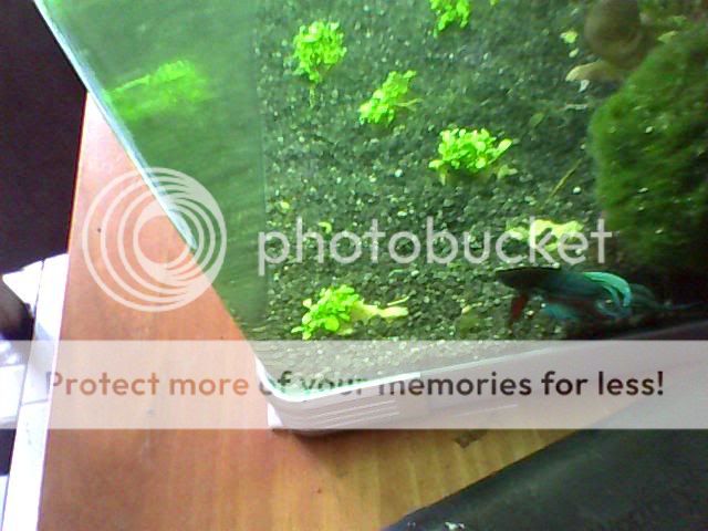 Image_00053-1.jpg