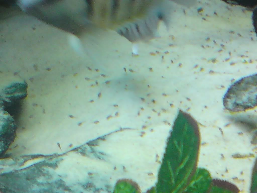 DSC00461.jpg