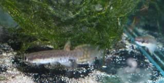 punctatus4.jpg