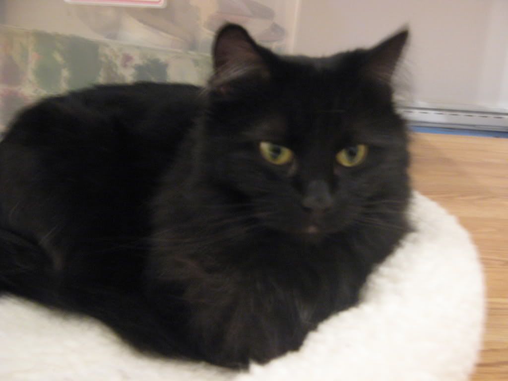 catpictures007.jpg