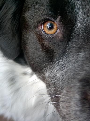 animales017sm.jpg