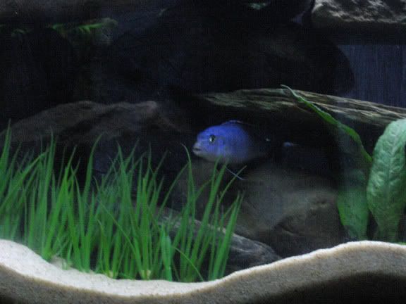 newtankpics6.jpg