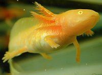 axolotls.jpg