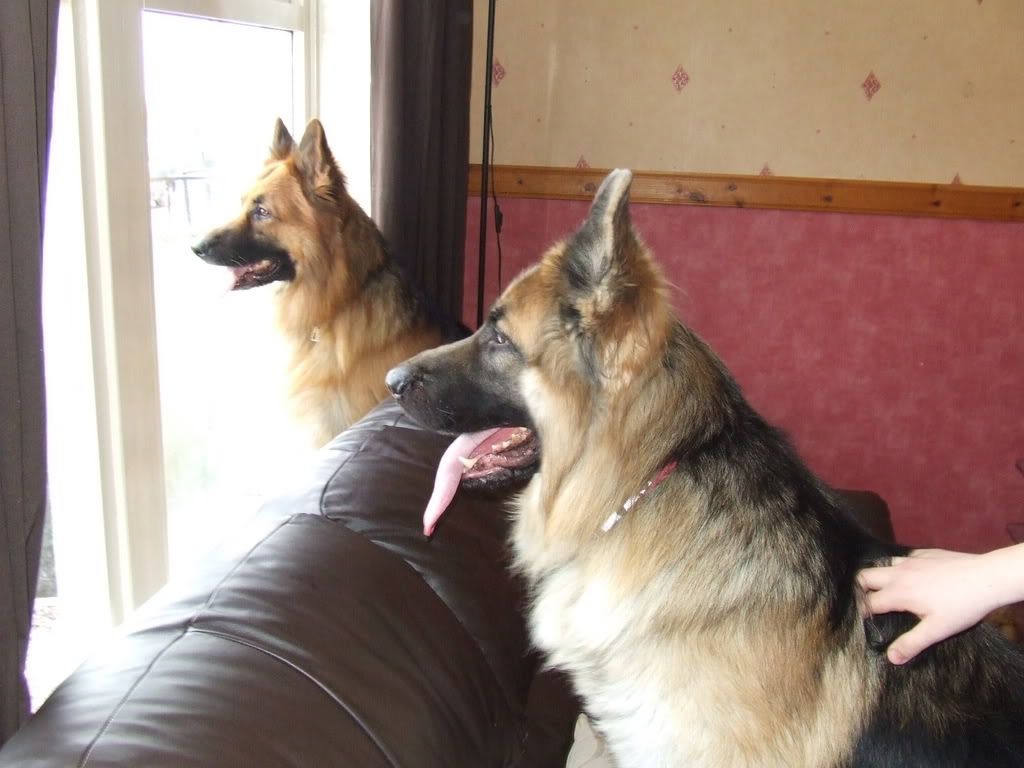 kidsanddogs10.jpg