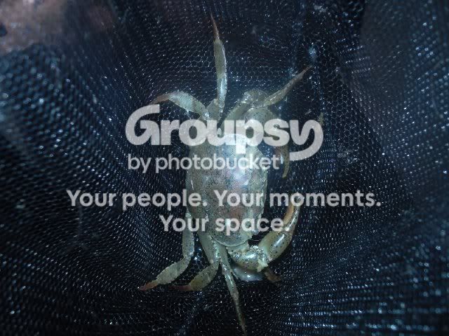 indiacrab3.jpg