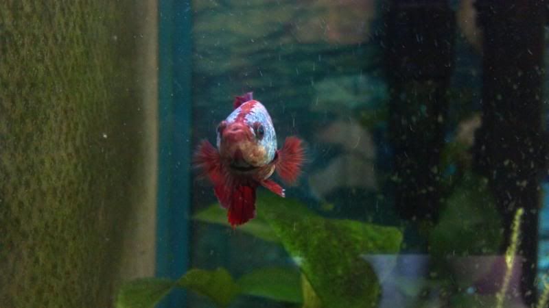 2013-09-01_17-17-44_130_zps3d95c21d.jpg