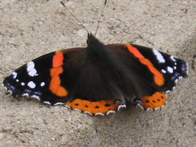 P1010343.jpg
