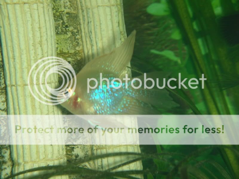 fish025.jpg