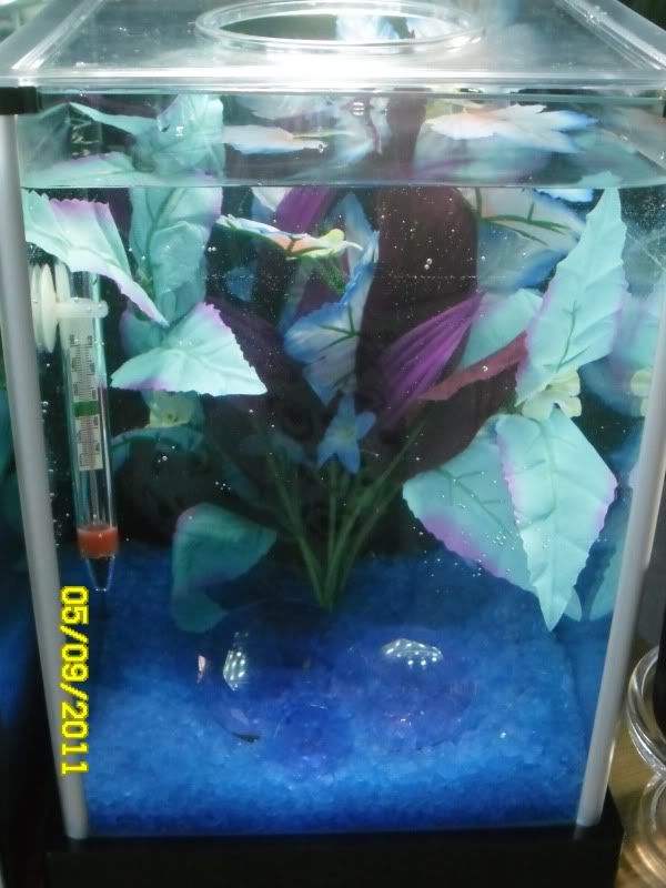 Bettas043.jpg
