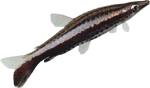 pencilfish.gif