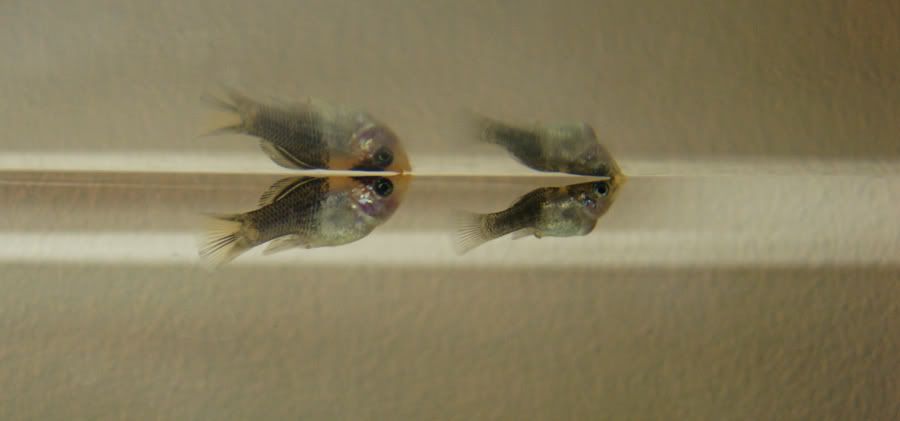 twobabies1.jpg