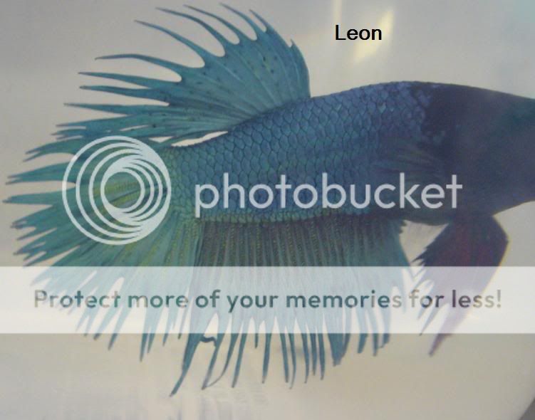 leon2.jpg