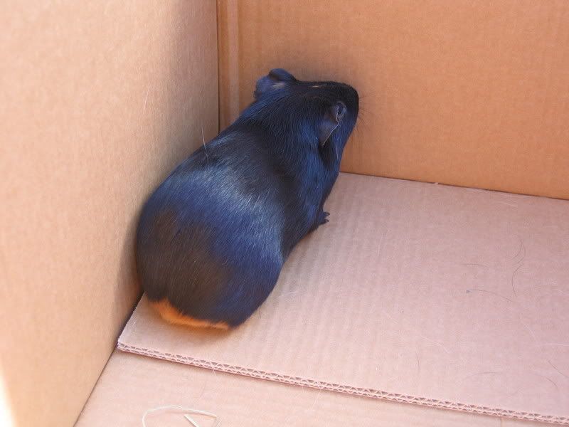 piggys006.jpg