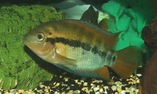281206rainbowcichlid.jpg