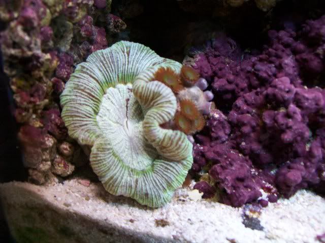 Picture015-1.jpg
