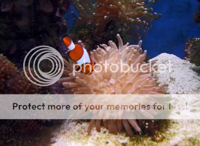 2009_0813Reef0020.jpg