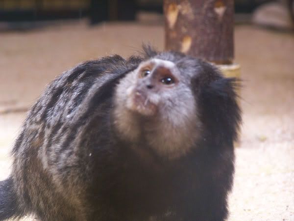 tamarin.jpg