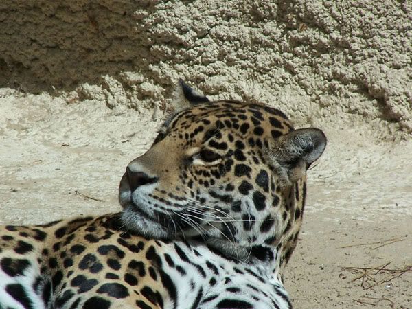 jaguarspotted.jpg
