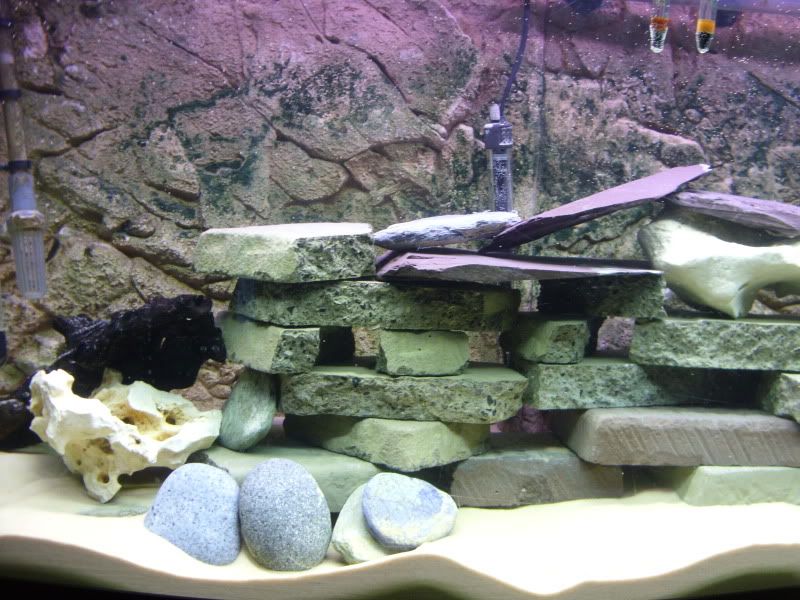 FishtankNov2011002.jpg