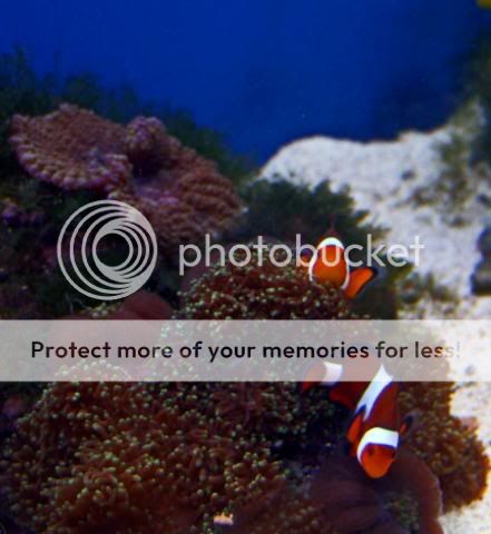 2009_0714Reef0090a.jpg