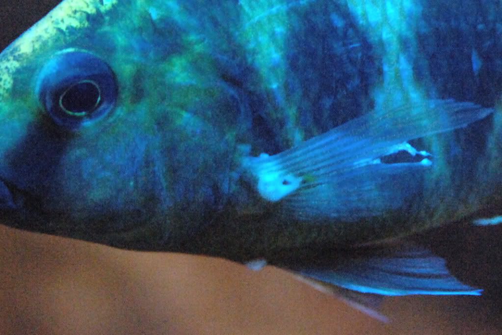 fishprob1.jpg