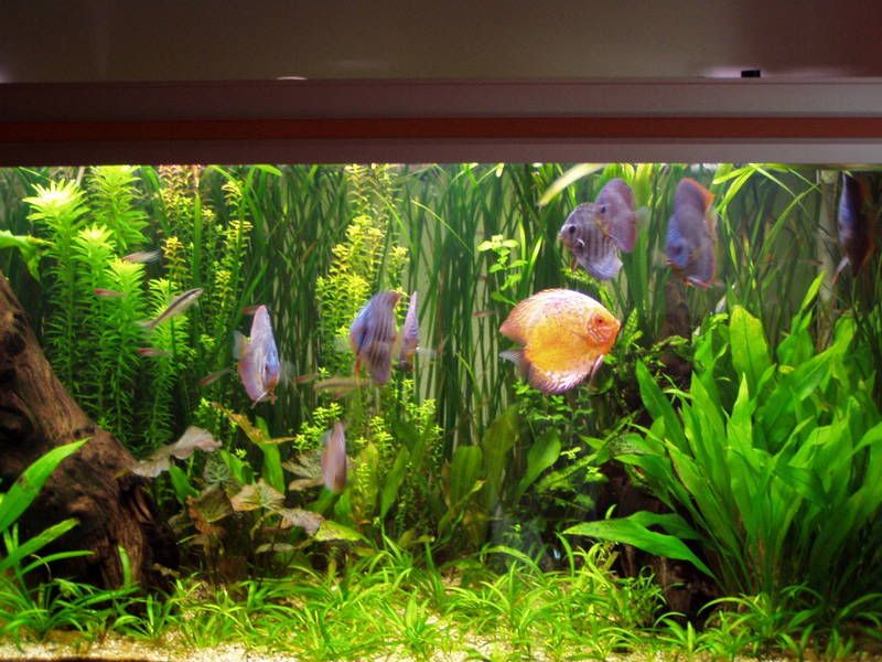 fishstuff001-2.jpg