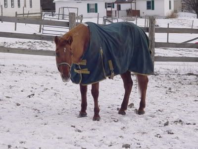yayponies029.jpg