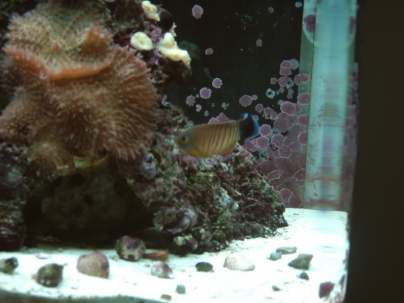 angelfish003.jpg