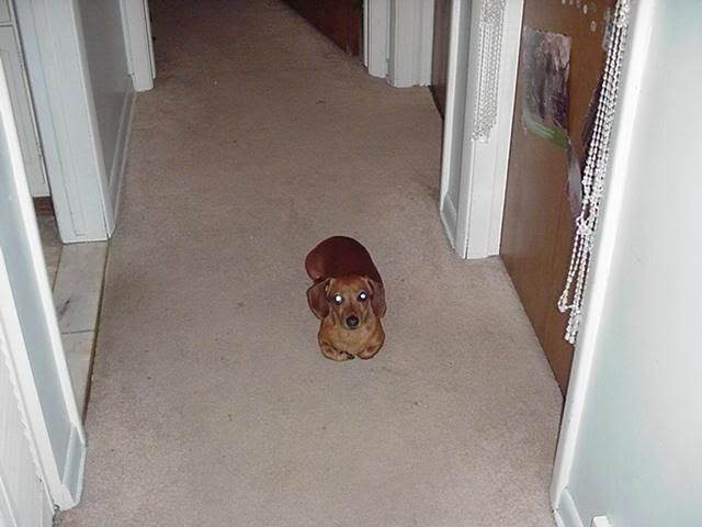 frankie2.jpg